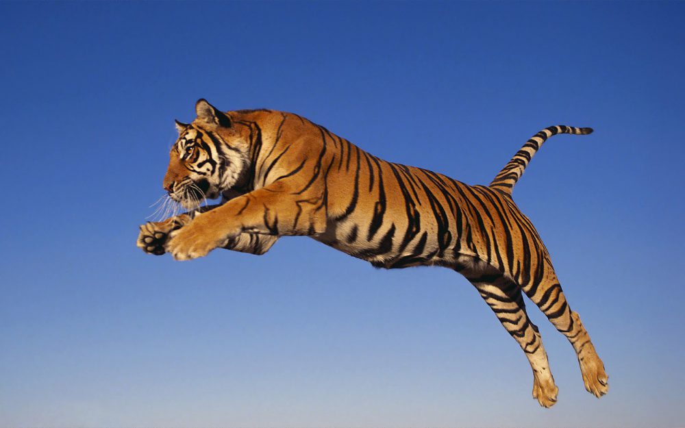 A baranyai tigris is így ugrott
