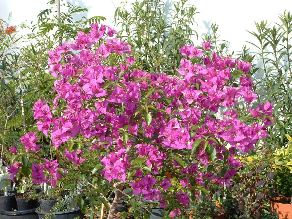 Bougainvillea glabra