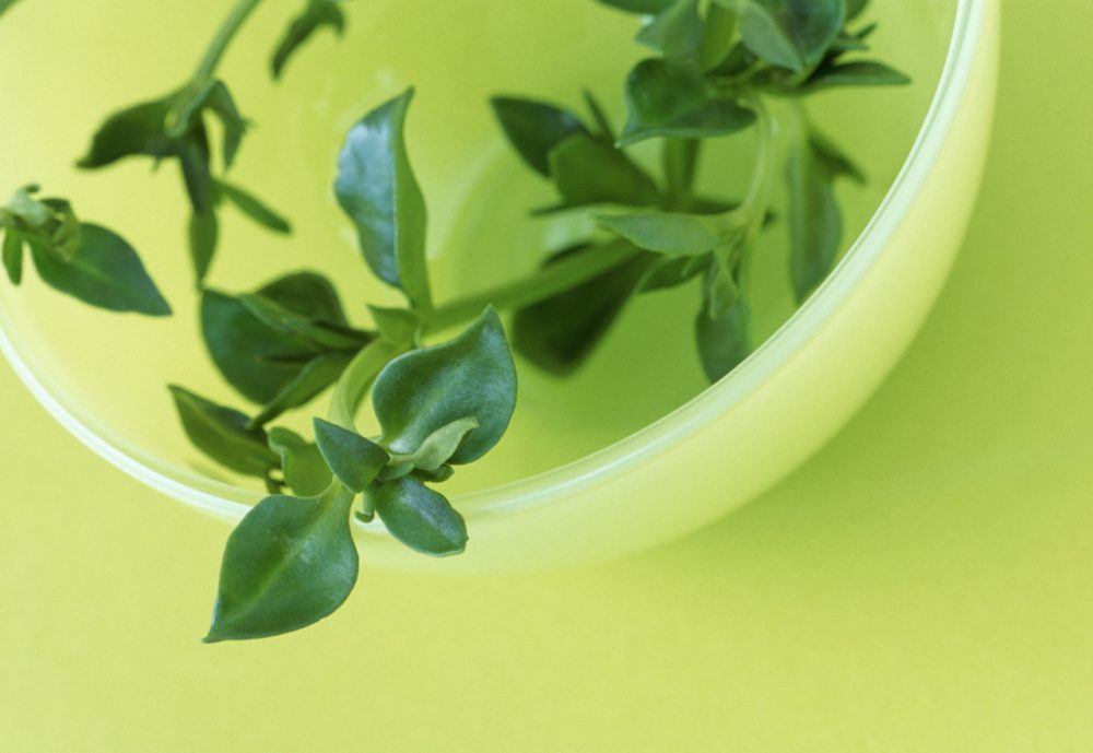 Thyme in bowl