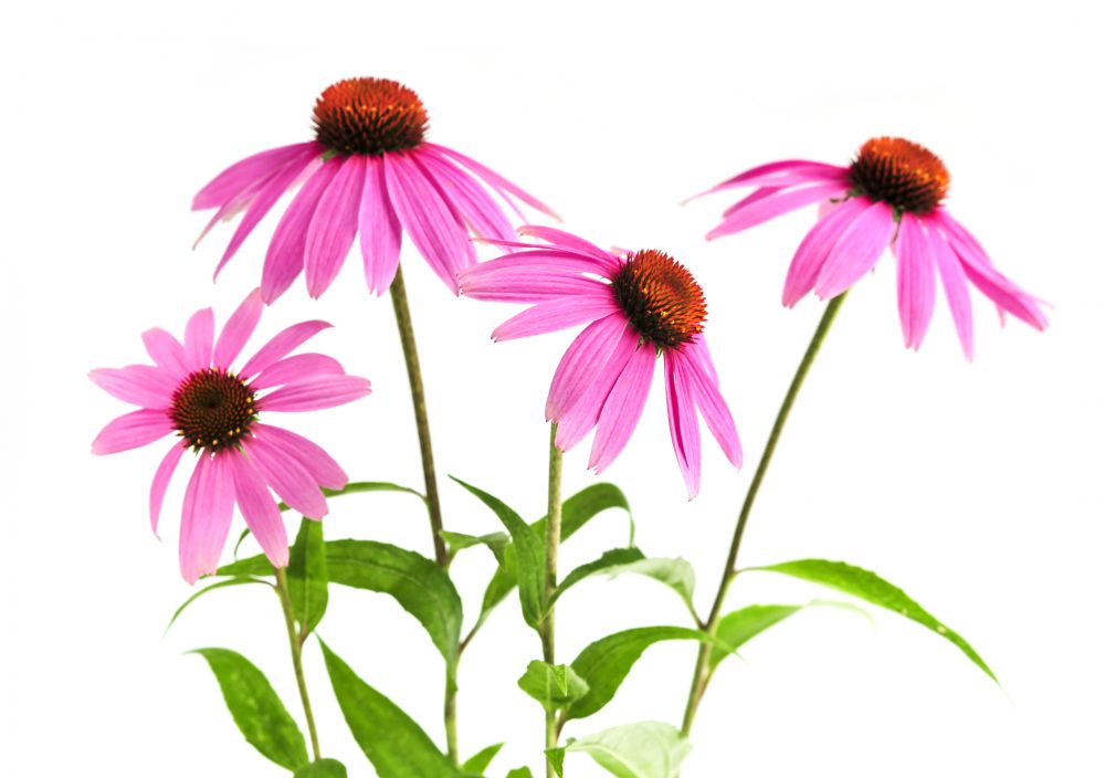 Echinacea, gyógynövény, virág, tea