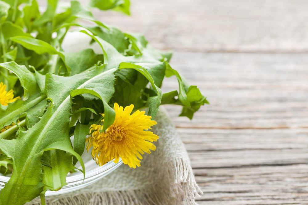 Foraged edible dandelion flowers and greens in bowl on rustic wood background with copy space