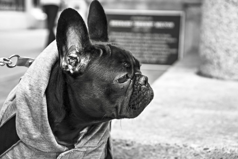 black-and-white-animal-dog-pet