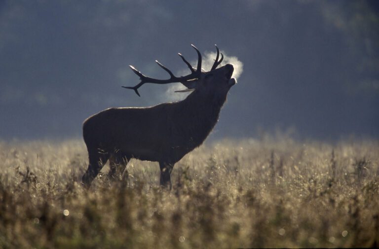Gigantikus szarvasbikát lőttek Baranyában! Gigantikus szarvasbikát lőttek Baranyában!