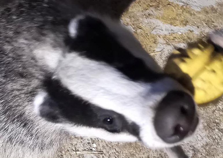 Kis csikók - Játékos ismerkedés a lovak világával