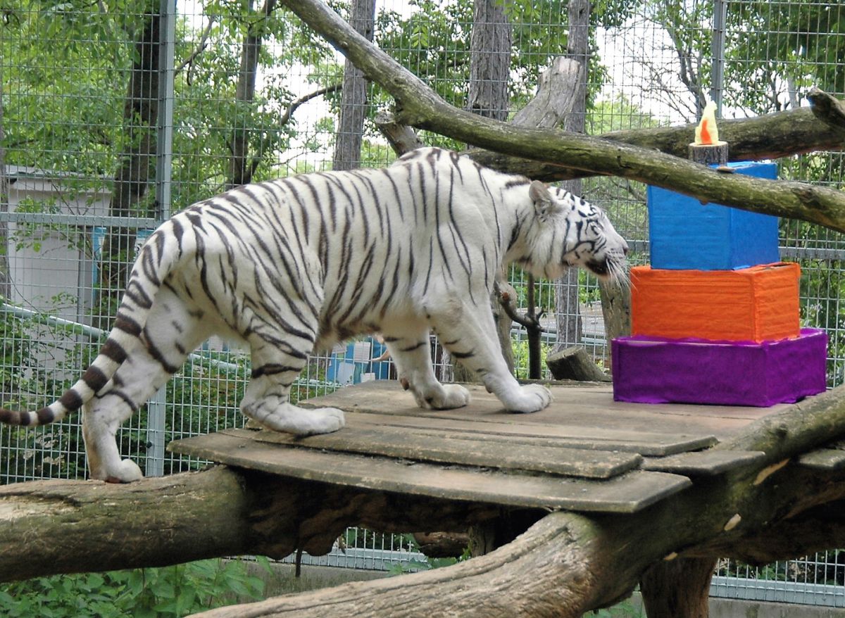 tigris ma leszokott a dohányzásról