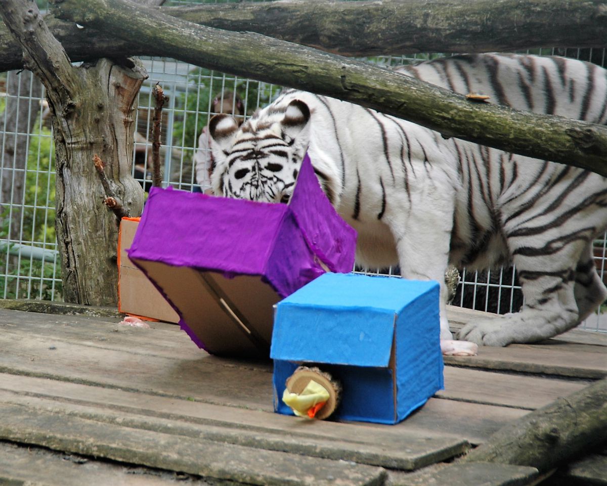 tigris ma leszokott a dohányzásról)