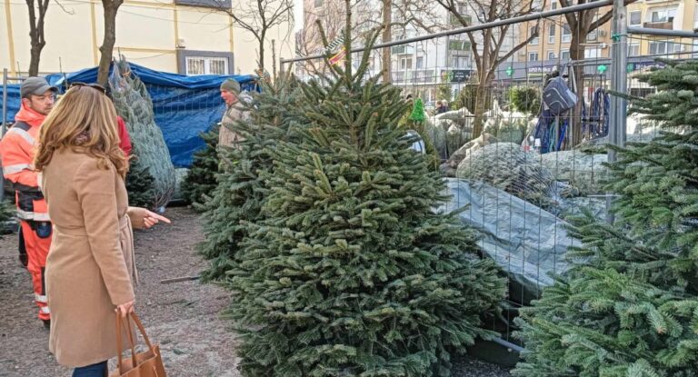 Még válogathatunk a szép fenyők között Még válogathatunk a szép fenyők között
