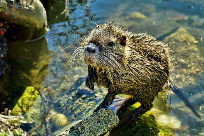 nutria